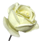detail image2 Love Rose LED LIGHT