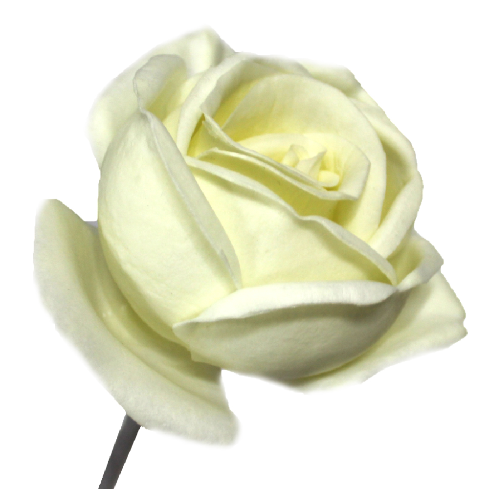 Love Rose LED LIGHT
