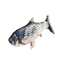 detail image1 Hamilpet Bluetooth Fish