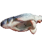 detail image2 Hamilpet Bluetooth Fish