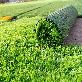 detail image2 Artificial grass 35mm 1 roll