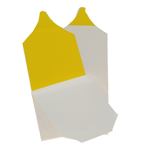 Fungus Gnat Trap