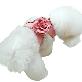 detail image1 Flower gold chain harness(pets products/dog fashion/dog /cat)_4 colors
