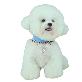 detail image3 Flower gold chain harness(pets products/dog fashion/dog /cat)_4 colors