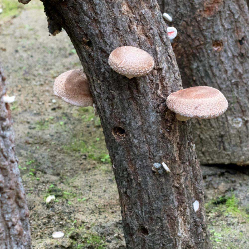 Dry shiitake mushroom slice 200g Master shiitake oak mushroom
