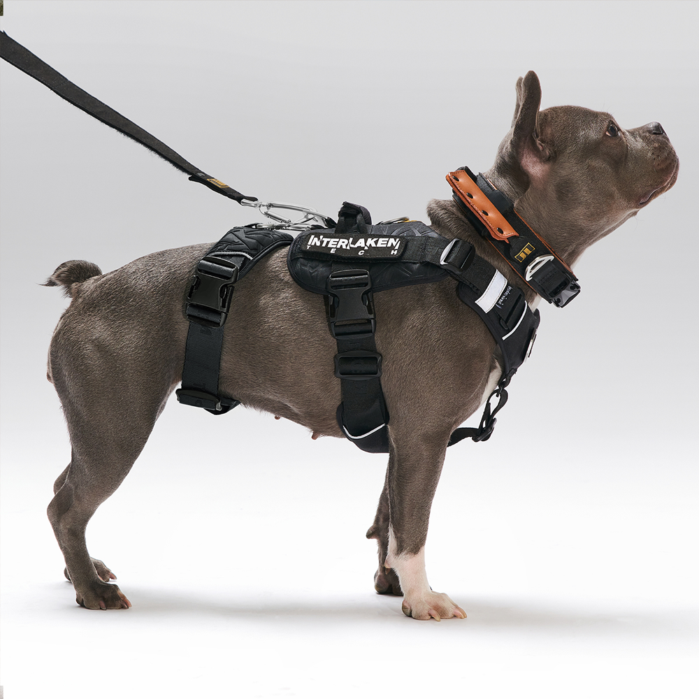 INTERLAKEN TECH HARNESS