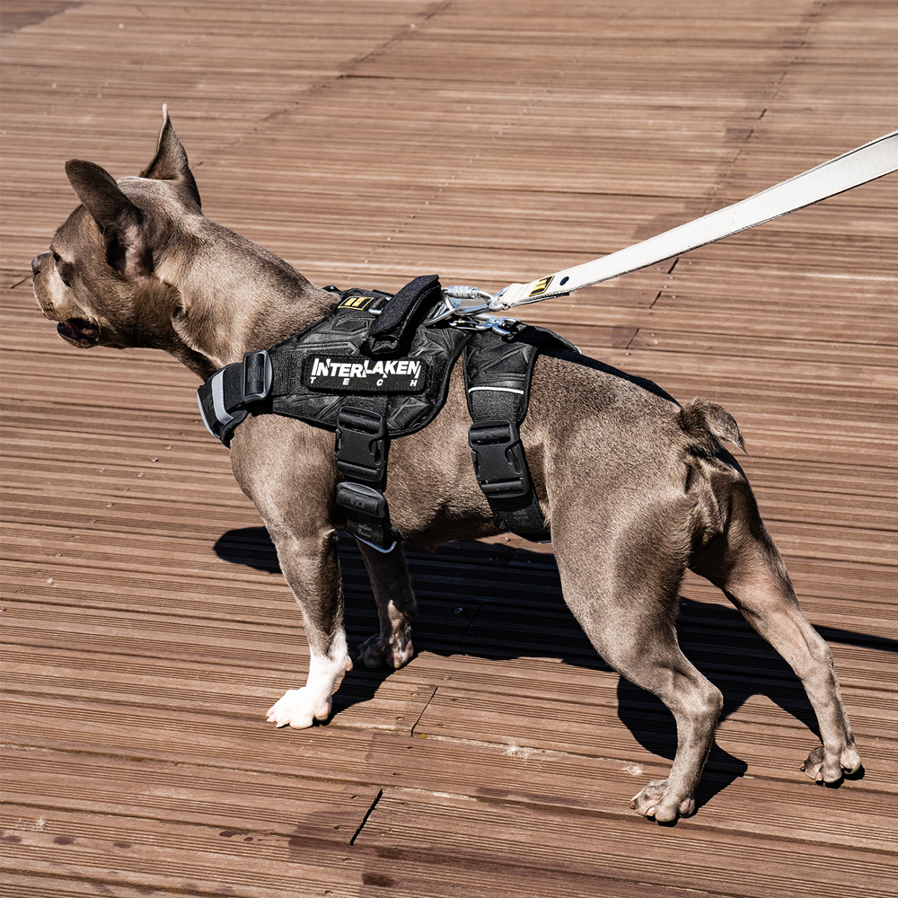 INTERLAKEN TECH HARNESS