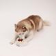 detail image4 Original Ma Ra Do Jjajang Dog Nosework Toy