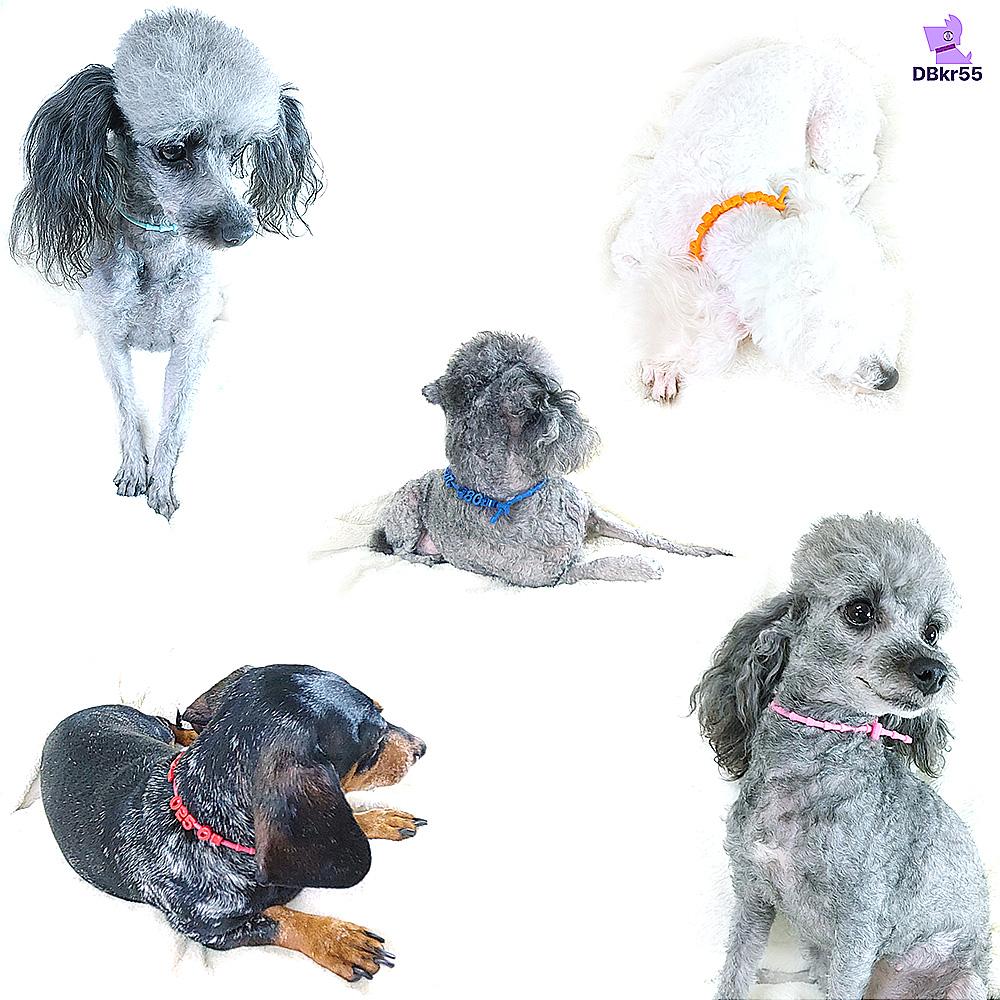 Name Tag for Pet