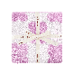 full image Santa Barbara Supima Towel Verbena Blossom